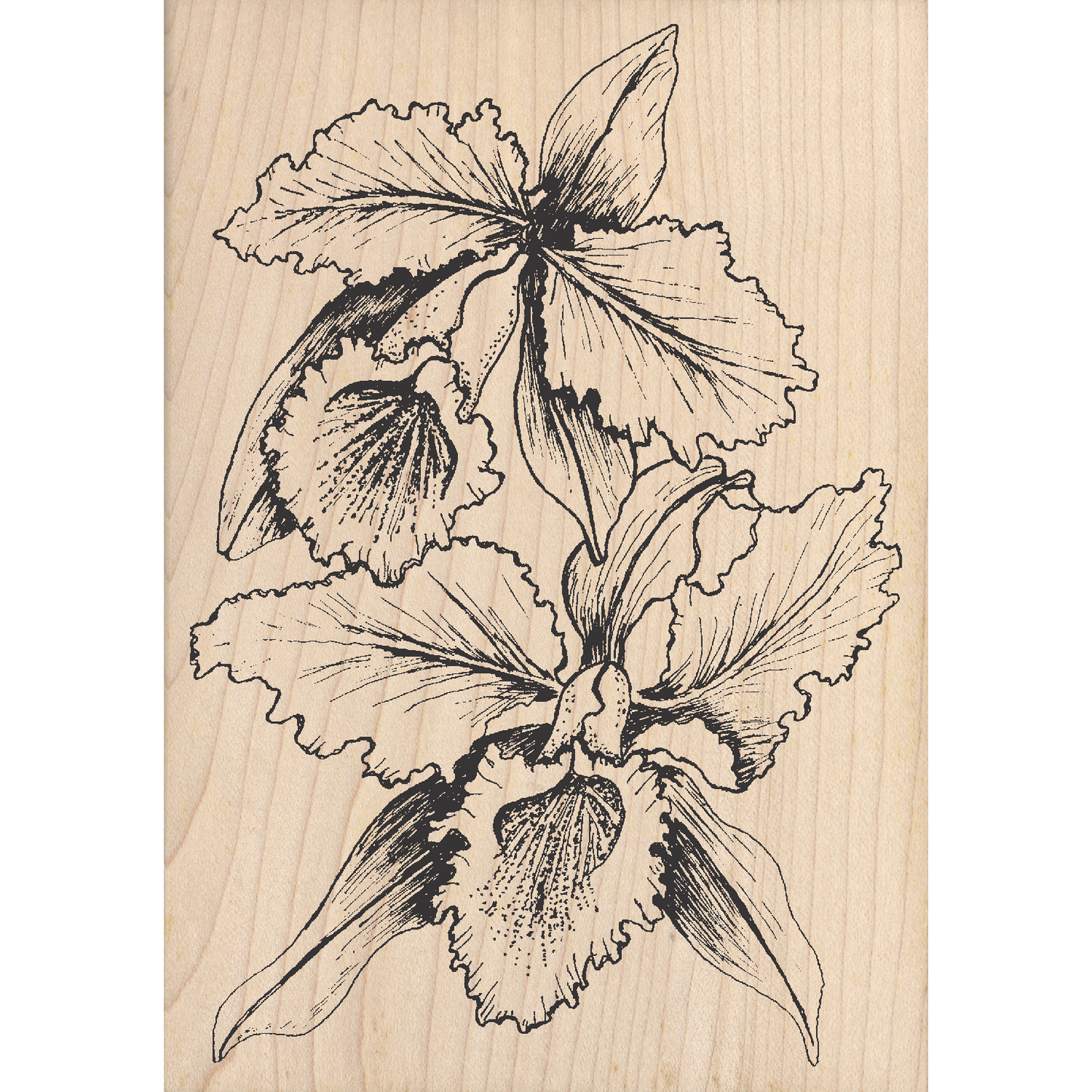 Orchids Rubber Stamp 3.5" x 5" block